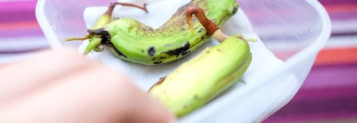 Zwei Mangokerne mit Keimlingen